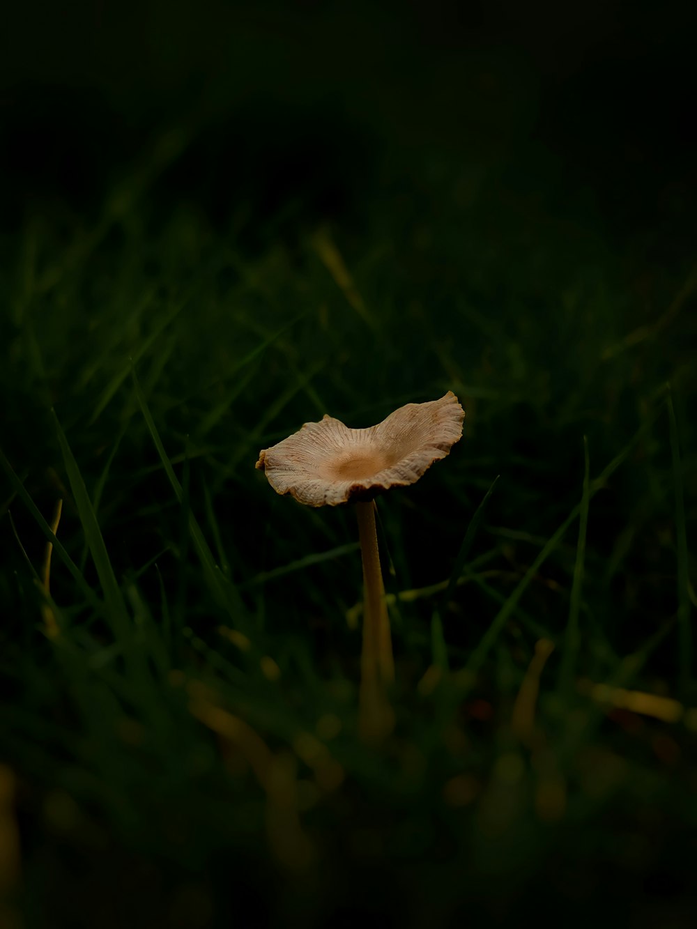 brown mushroom on green grass during daytime