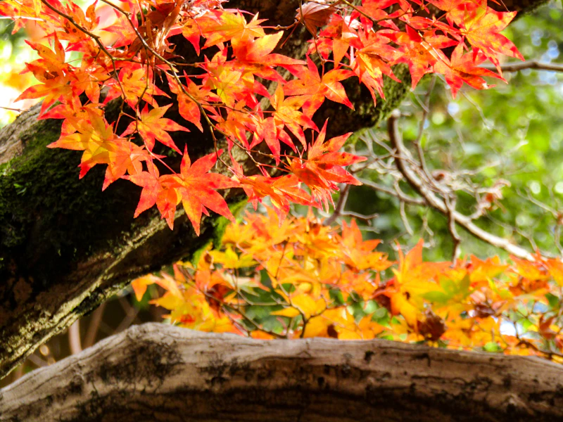 Red and yellow branches with autumn foliage and twigs