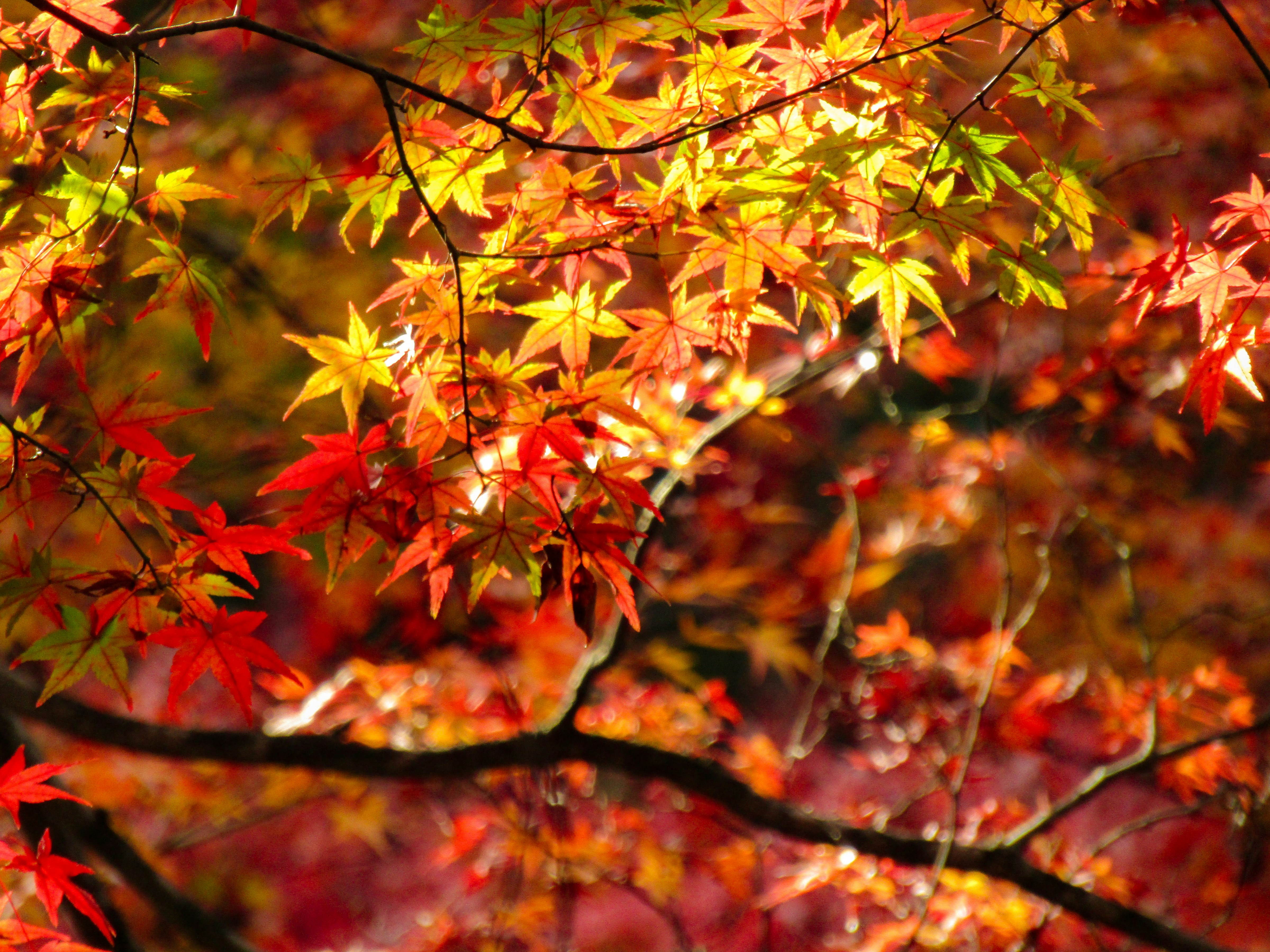 Photo by heppoko_yama