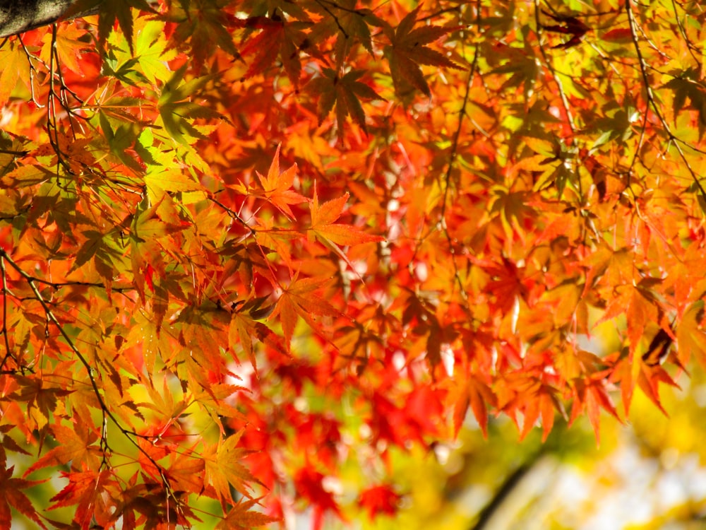 red and green maple leaves