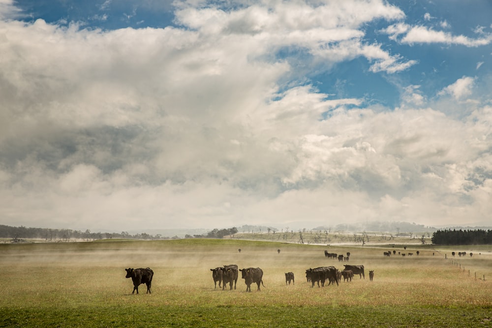 herd of horses on green grass field under white clouds and blue sky during daytime