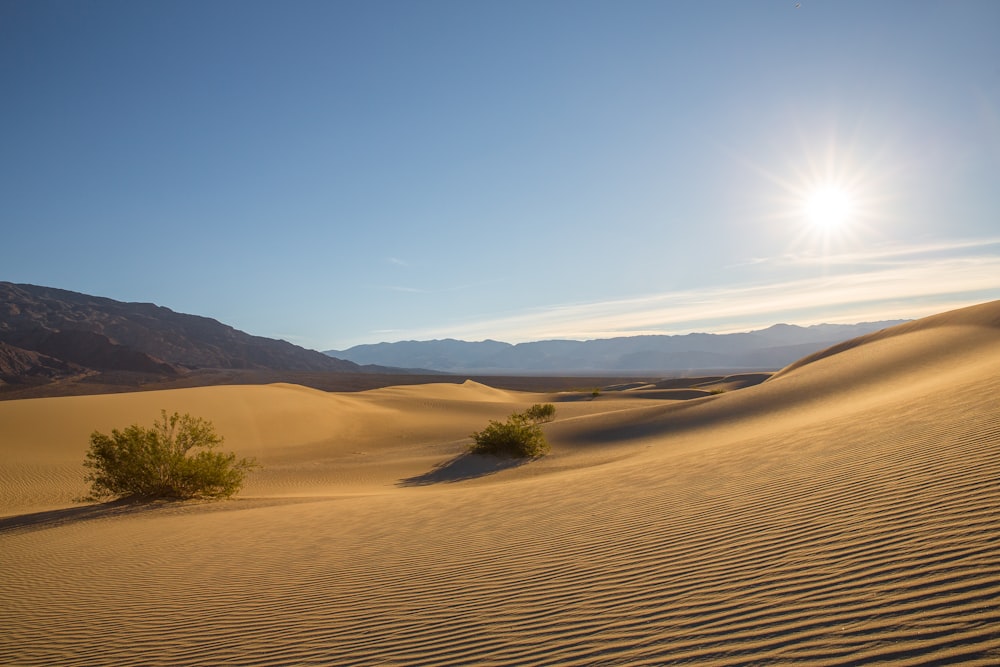 green grass on desert during daytime