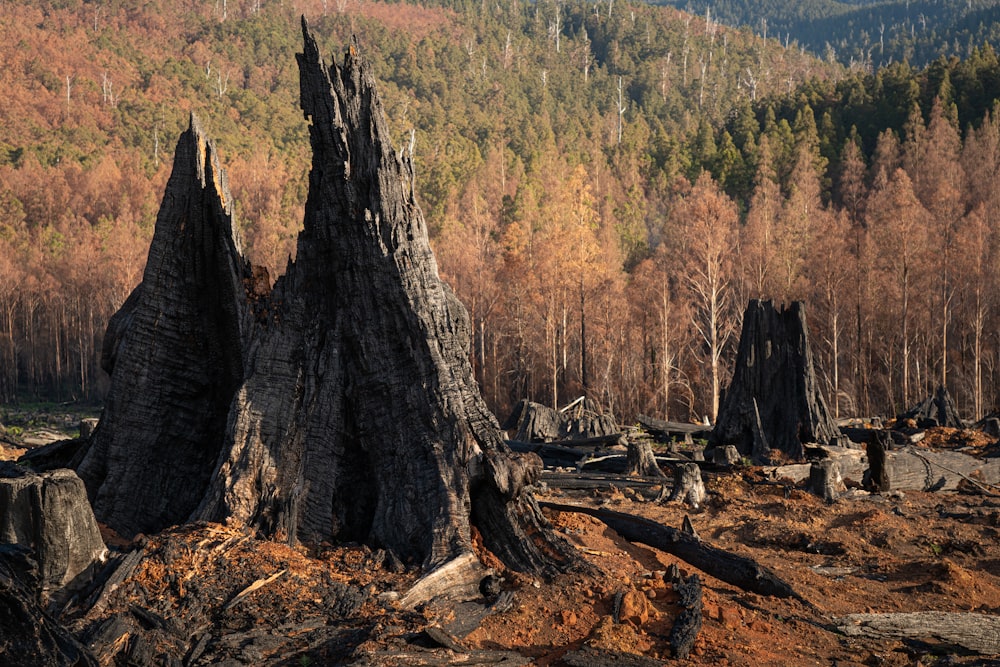 brown tree logs on brown soil