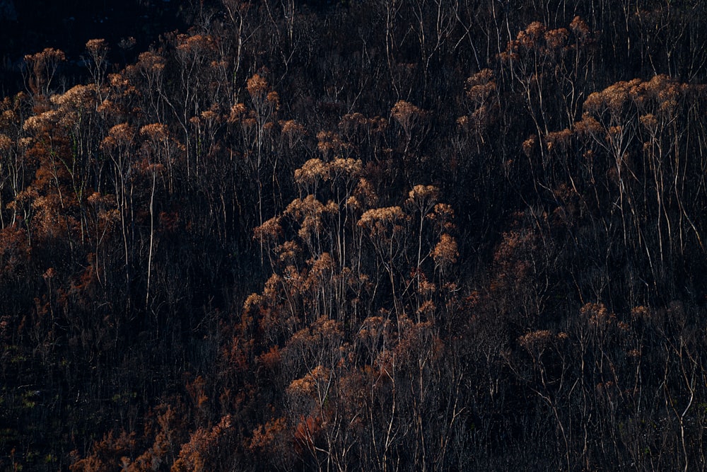 brown and green trees during daytime