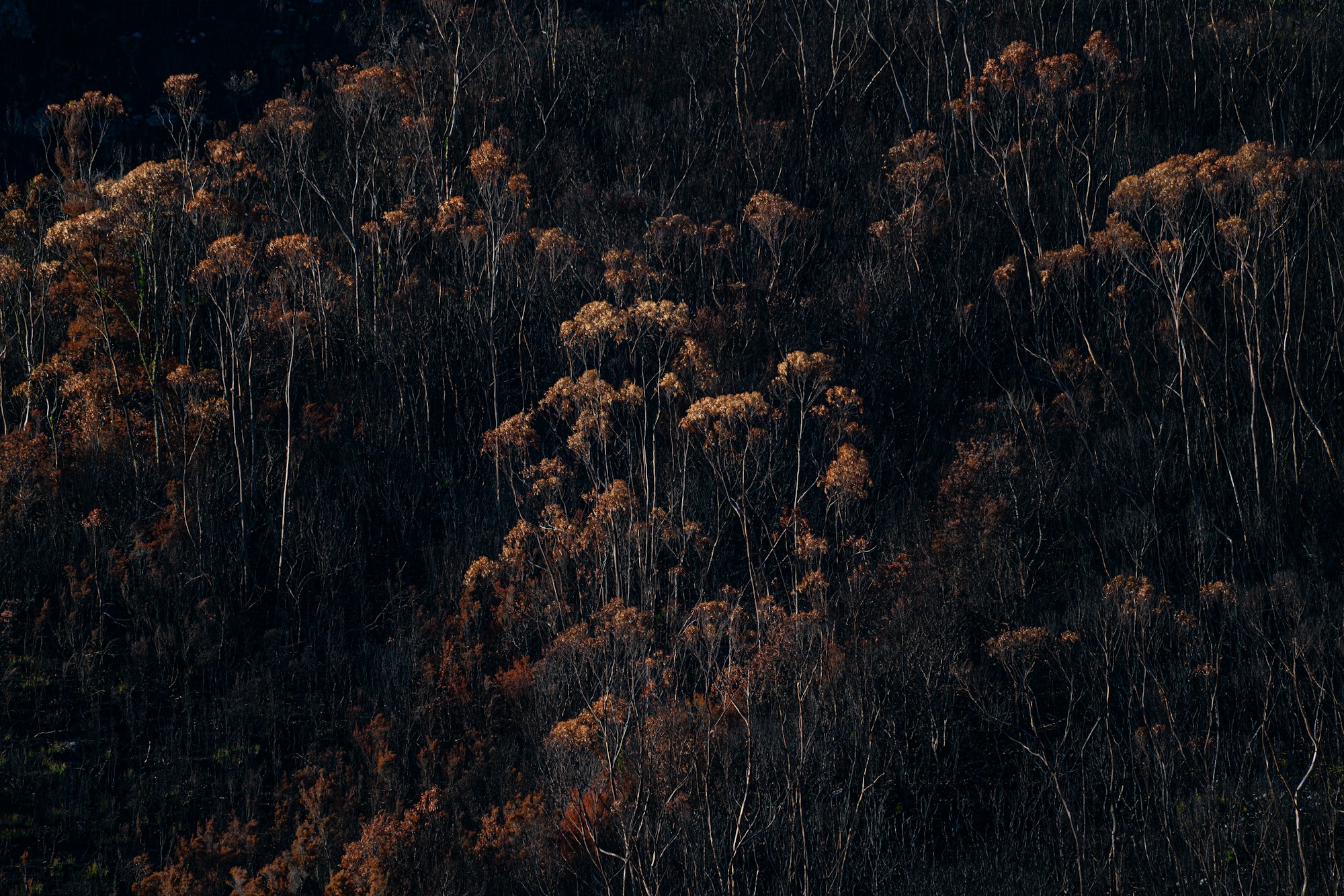 Bushfire Mitigation