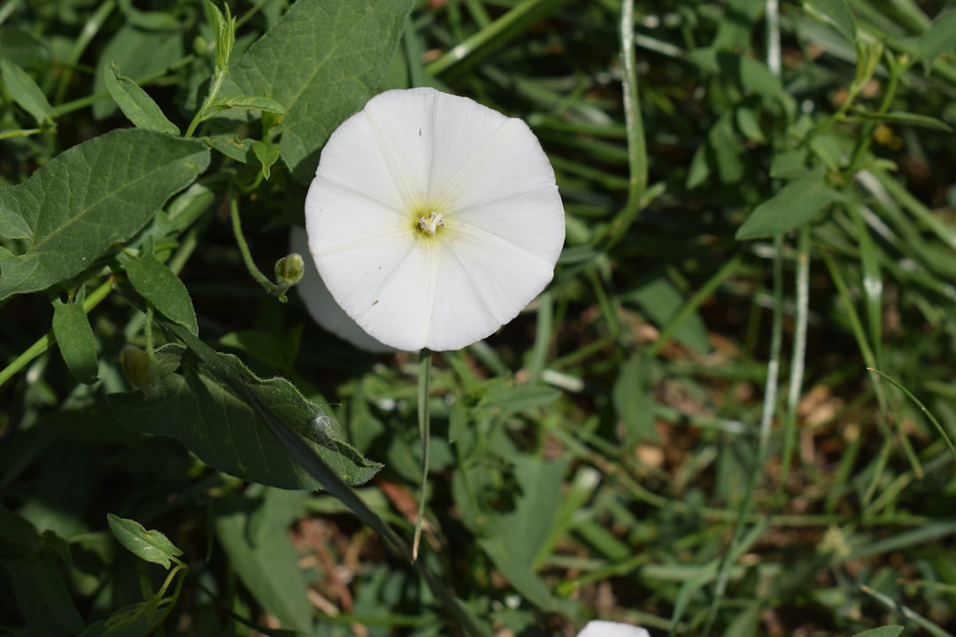 white flower with green leaves