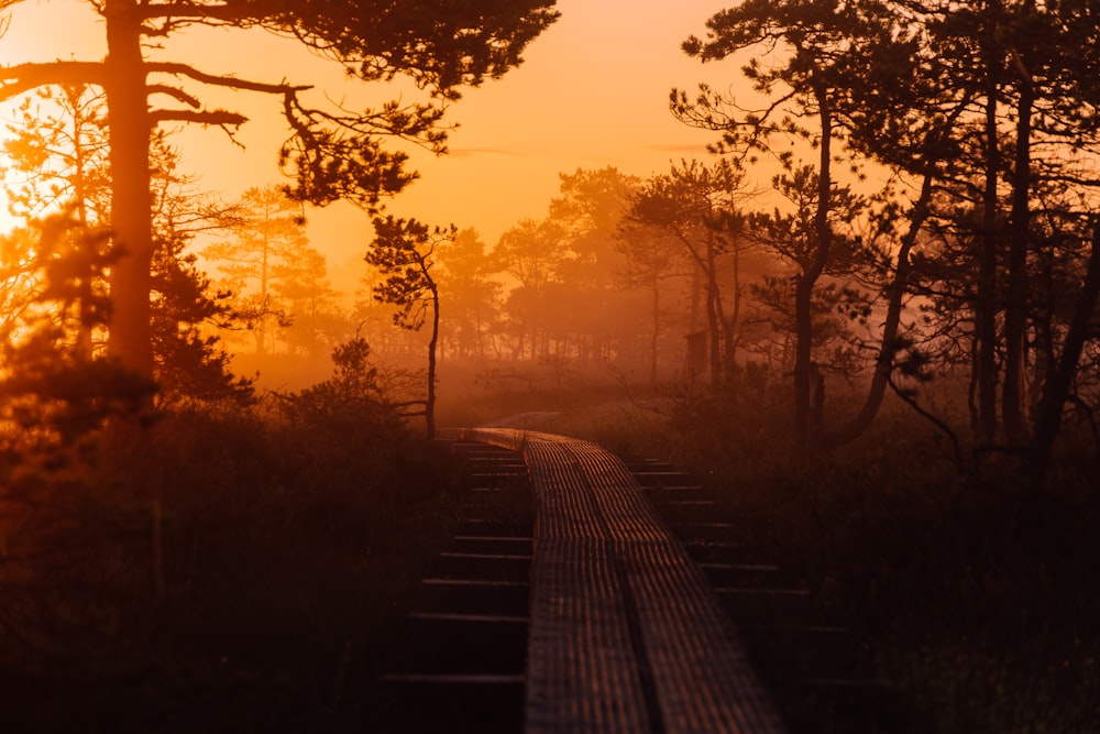 silhouette of trees during sunset