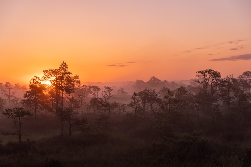 green trees under orange sky during sunset