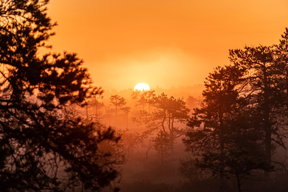 silhouette of trees during sunset