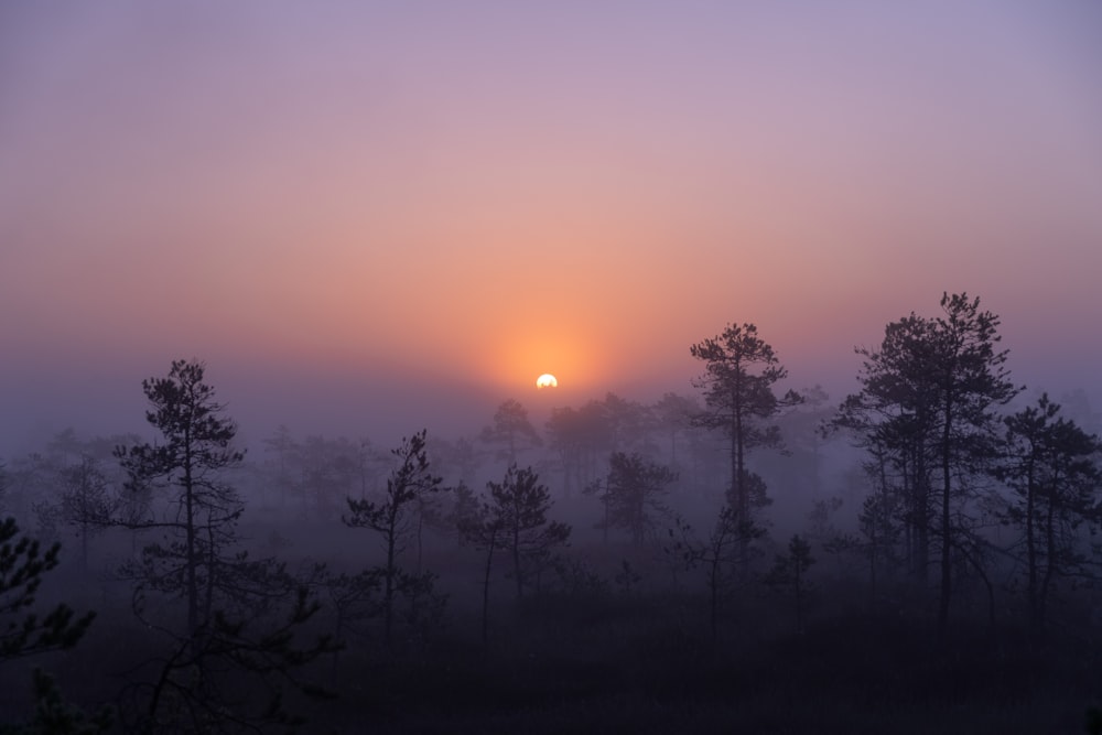 silhouette of trees during sunset