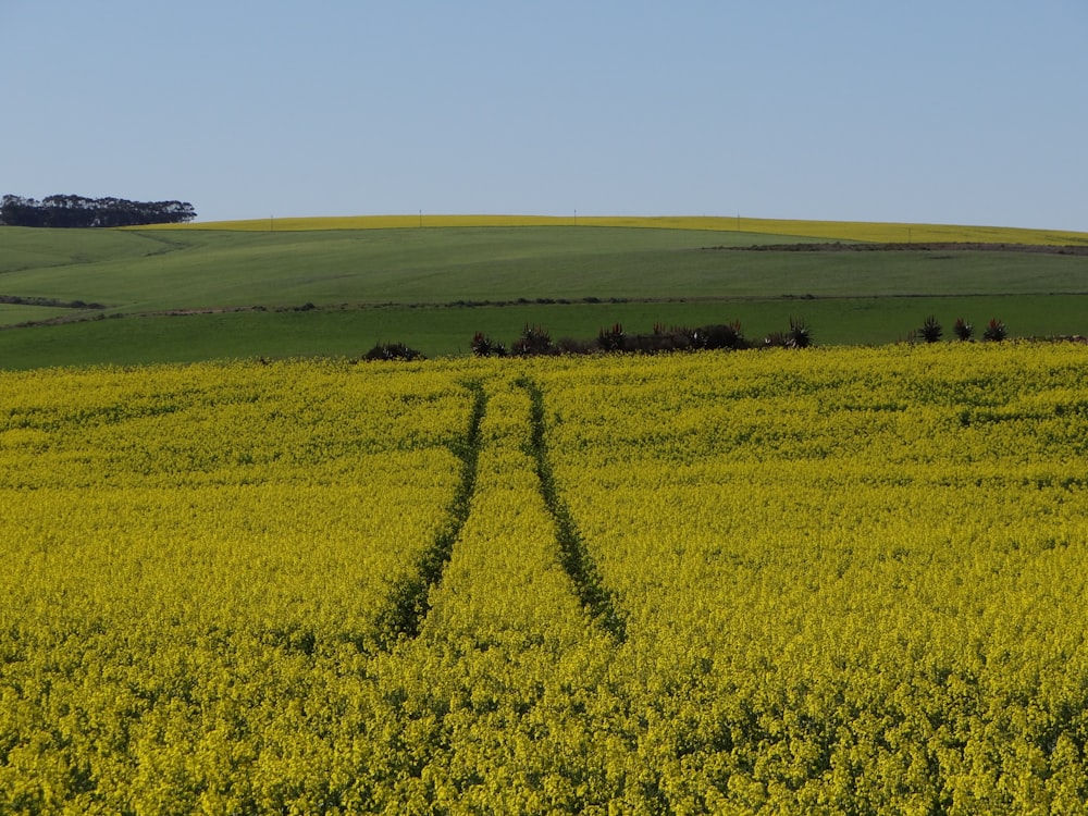 yellow flower field under blue sky during daytime