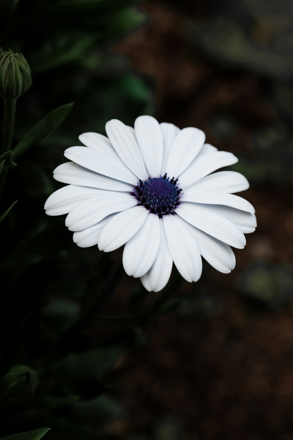 white daisy in bloom during daytime