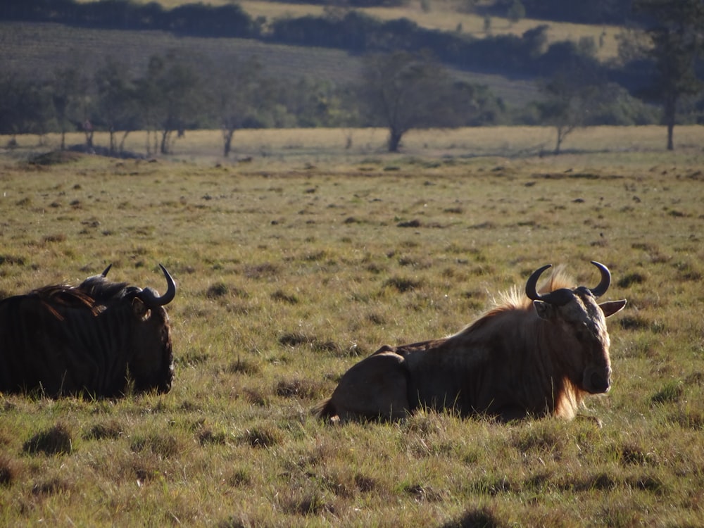 brown cow on green grass field during daytime