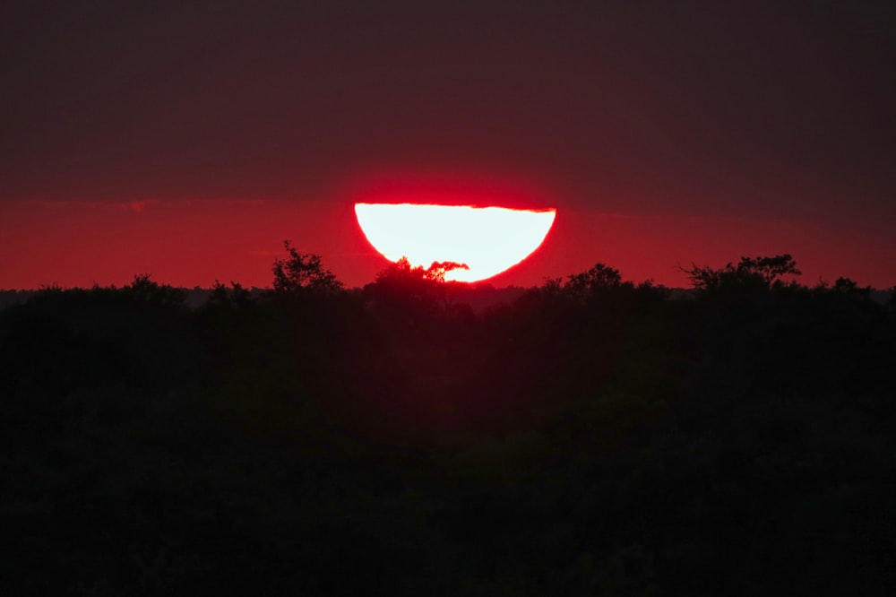 夕暮れ時の木々のシルエット