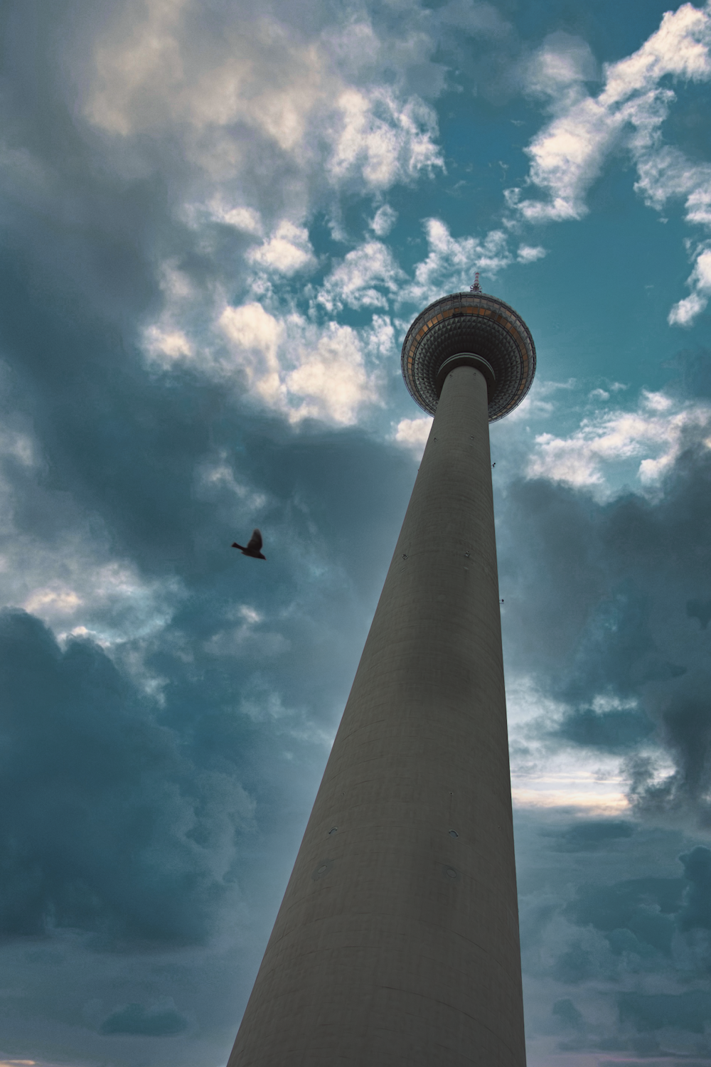 low angle photography of flying bird under blue sky during daytime