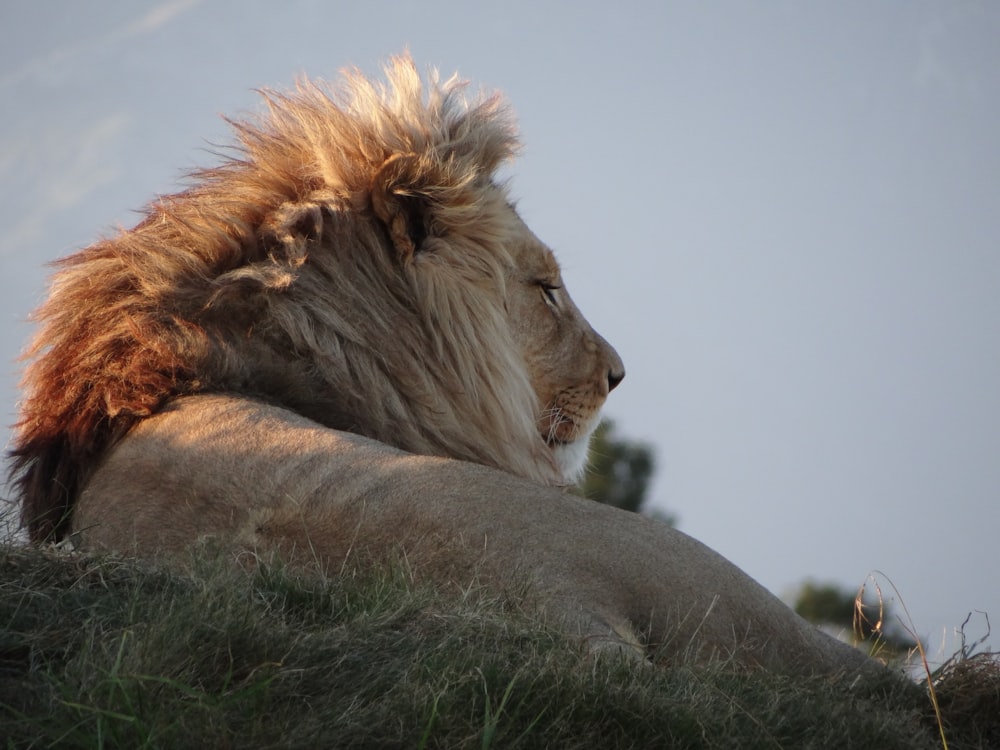 brown lion lying on green grass during daytime