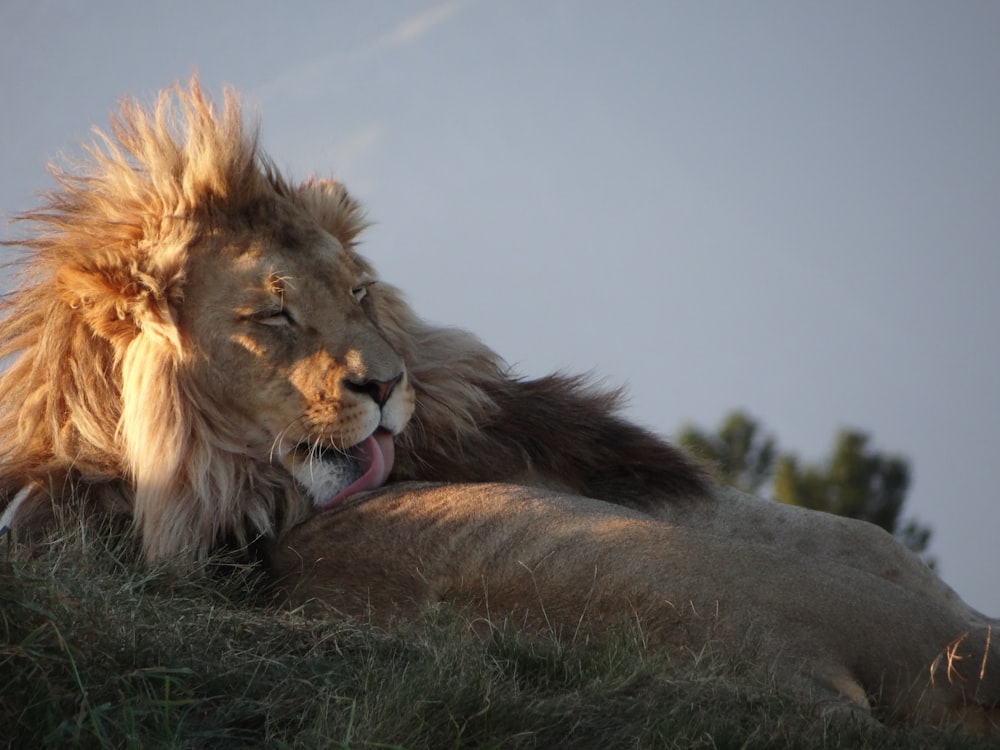 lion couché sur l’herbe verte pendant la journée