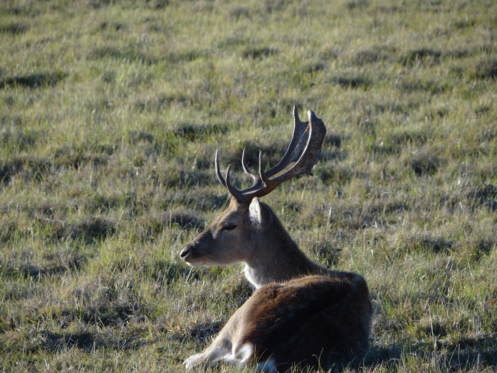 brown deer on green grass field during daytime