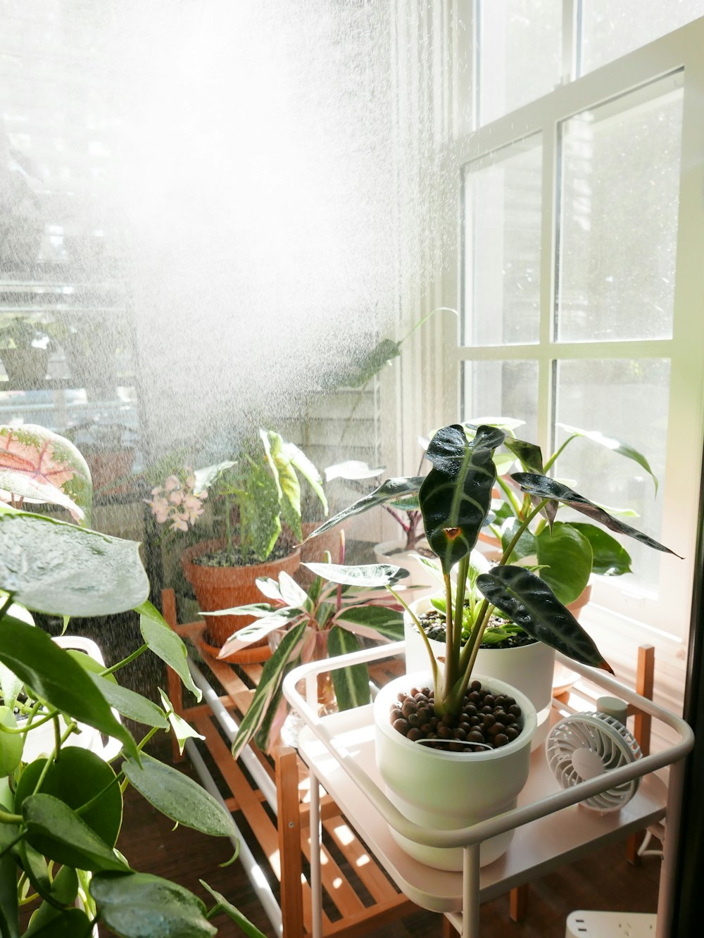 green potted plant on white ceramic pot