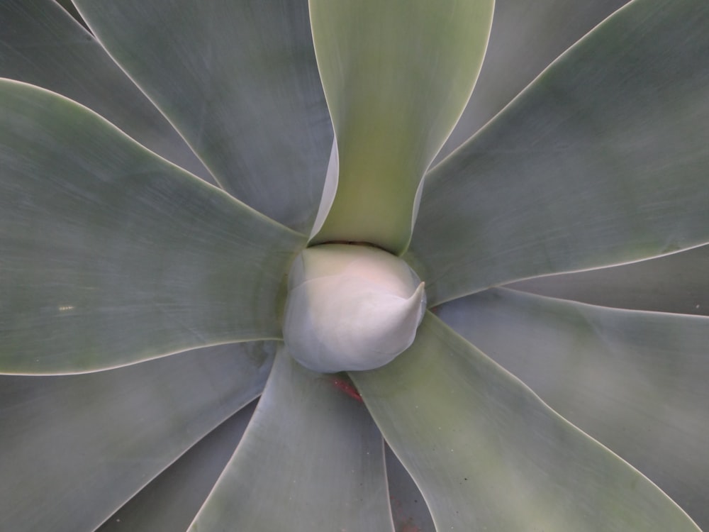 green plant in close up photography