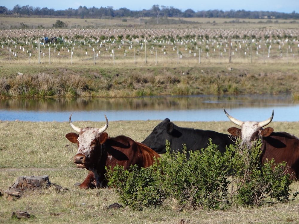 brown cow on green grass field during daytime