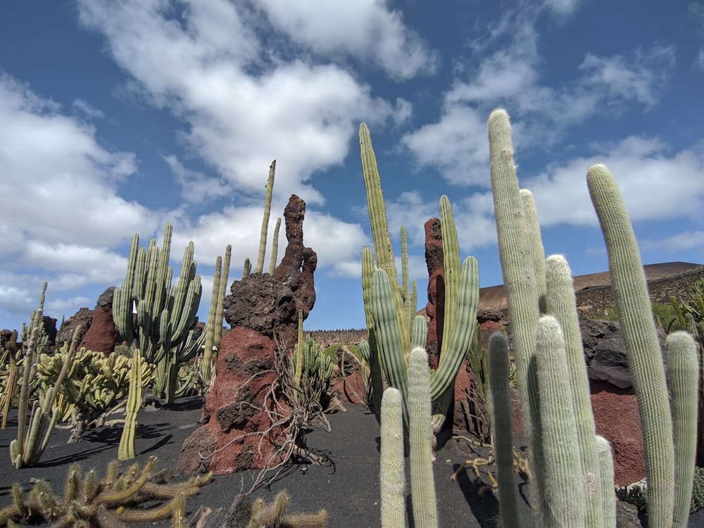 green cactus plants on brown soil under blue sky during daytime