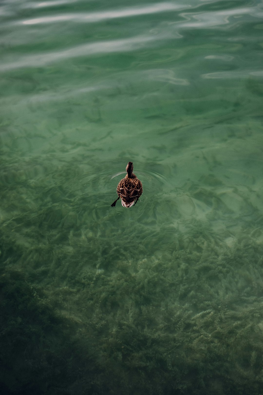 brown and black duck on water