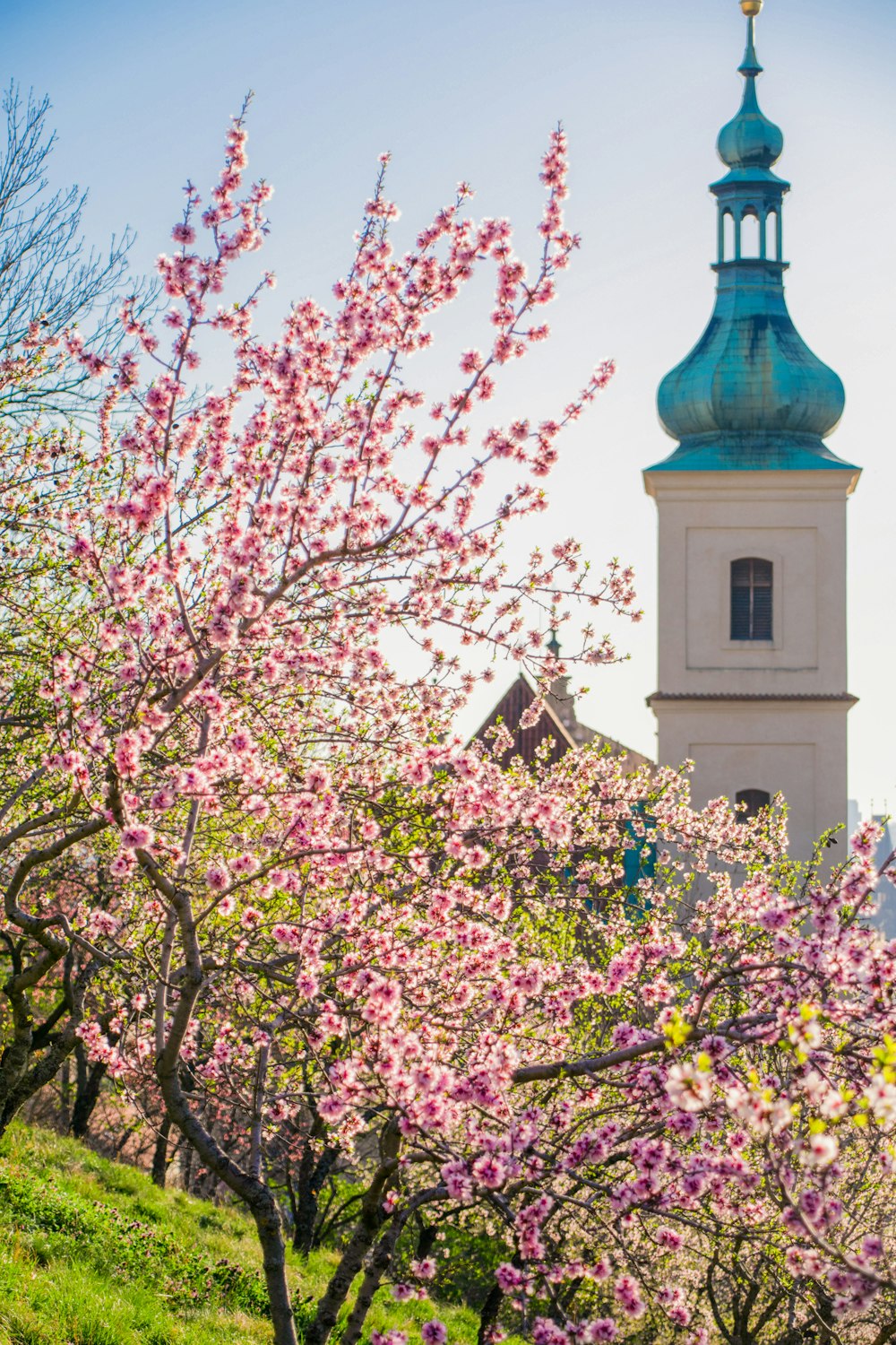 pink cherry blossom tree near white concrete building during daytime