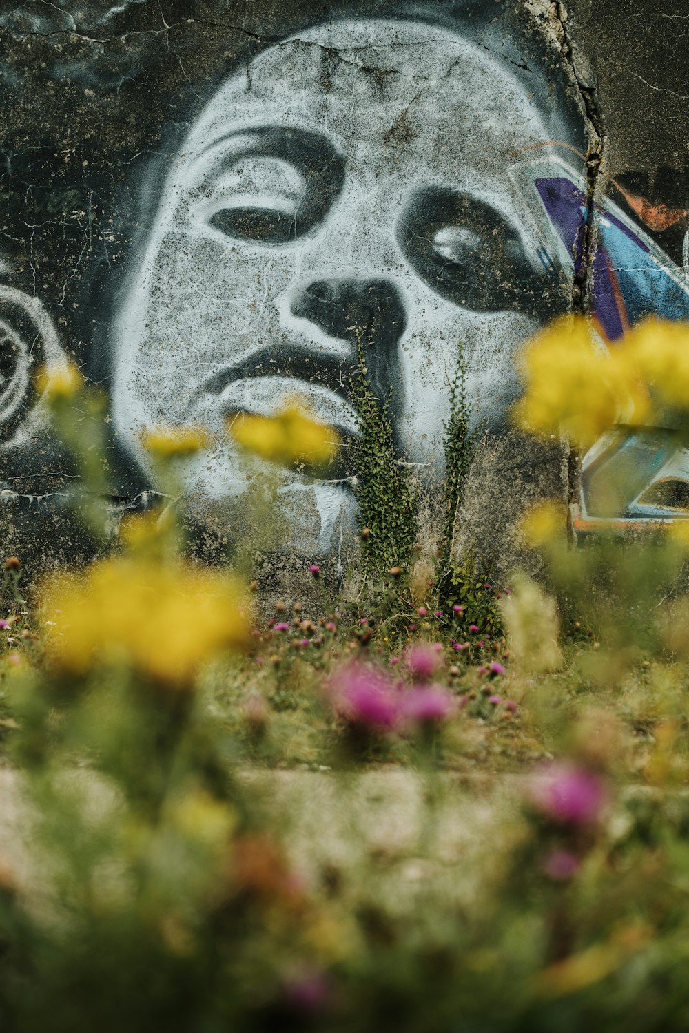 yellow flowers beside gray wall