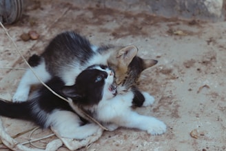 Two kittens are playfully interacting on a dusty ground surface. One kitten is predominantly black and white, while the other is a mix of brown, black, and white. They appear engaged in a playful encounter, with one kitten slightly biting the other.