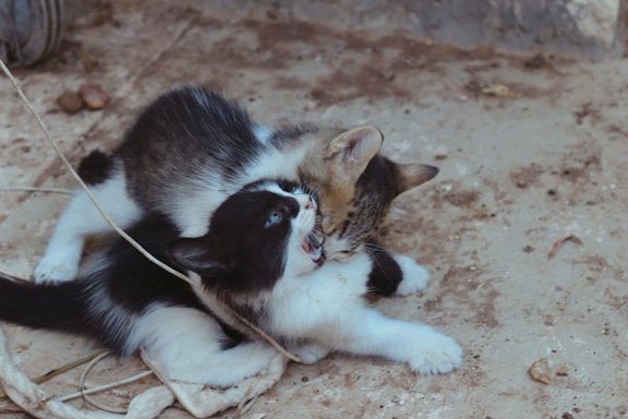Two kittens are playfully interacting on a dusty ground surface. One kitten is predominantly black and white, while the other is a mix of brown, black, and white. They appear engaged in a playful encounter, with one kitten slightly biting the other.