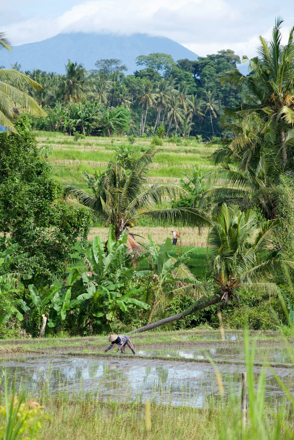 person walking on pathway between green palm trees during daytime