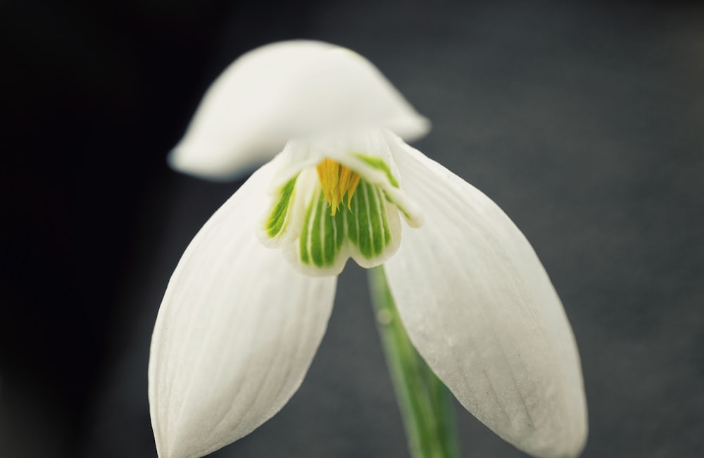 Flor blanca y verde en fotografía de primer plano
