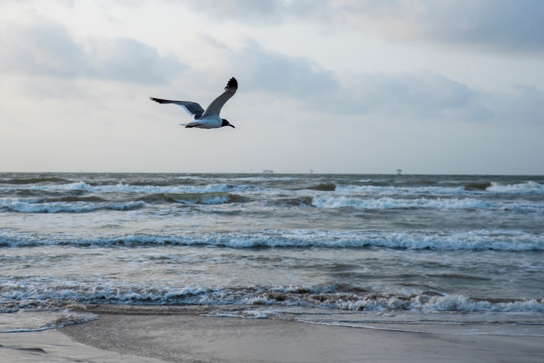 white and black bird flying over the sea during daytime