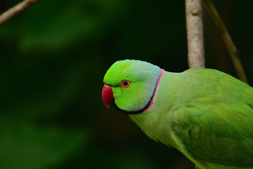 pájaro verde y rojo en la rama marrón del árbol