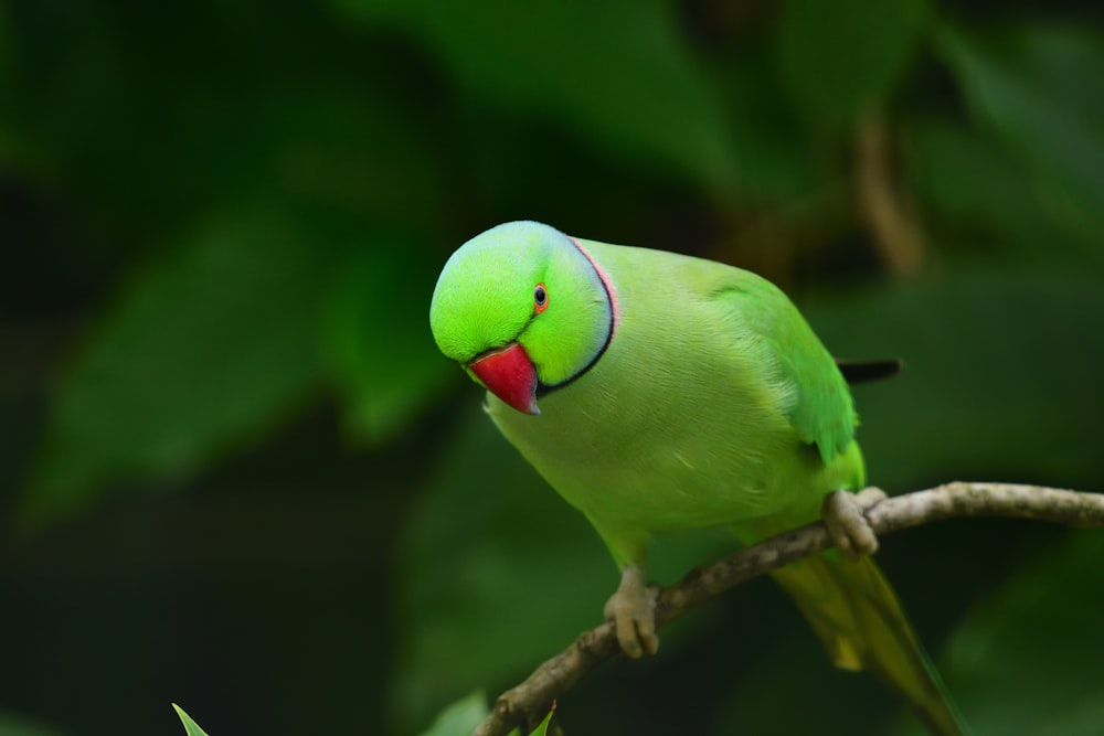 green and white bird on brown tree branch