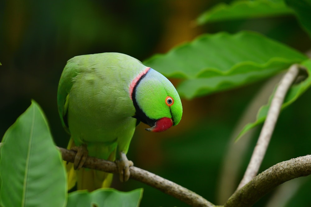 green and red bird on brown tree branch