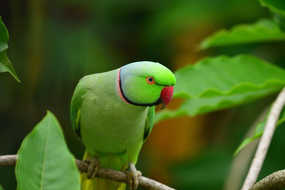 green and white bird on brown tree branch