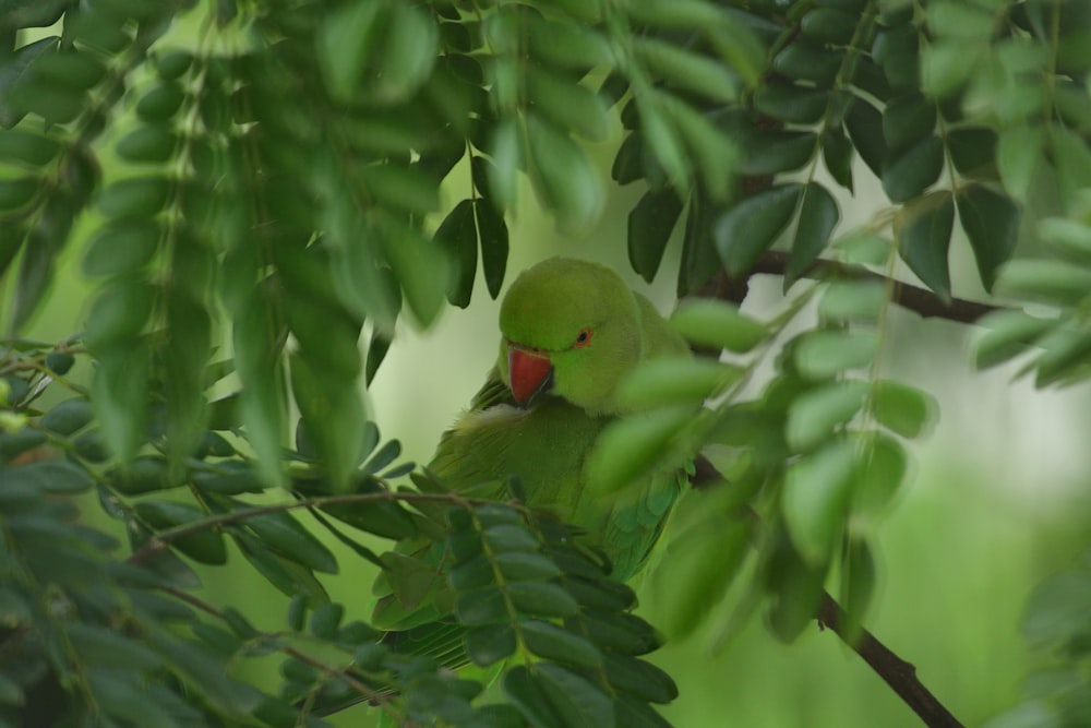 green bird on green leaf