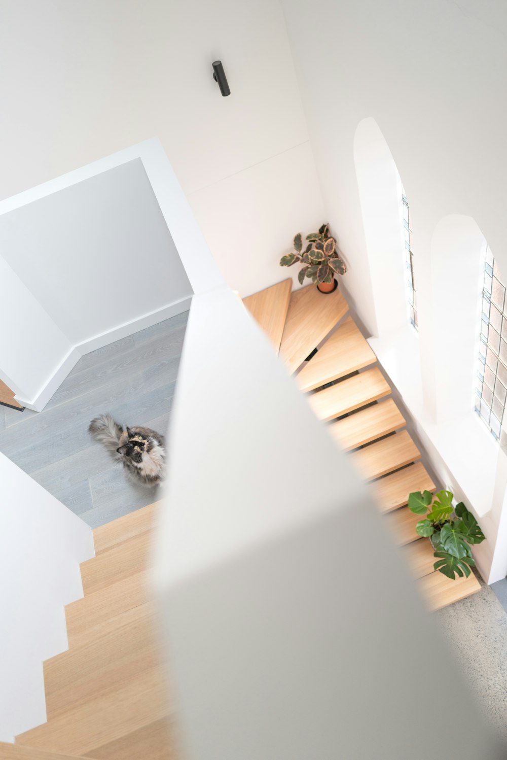 brown tabby cat on white wooden shelf