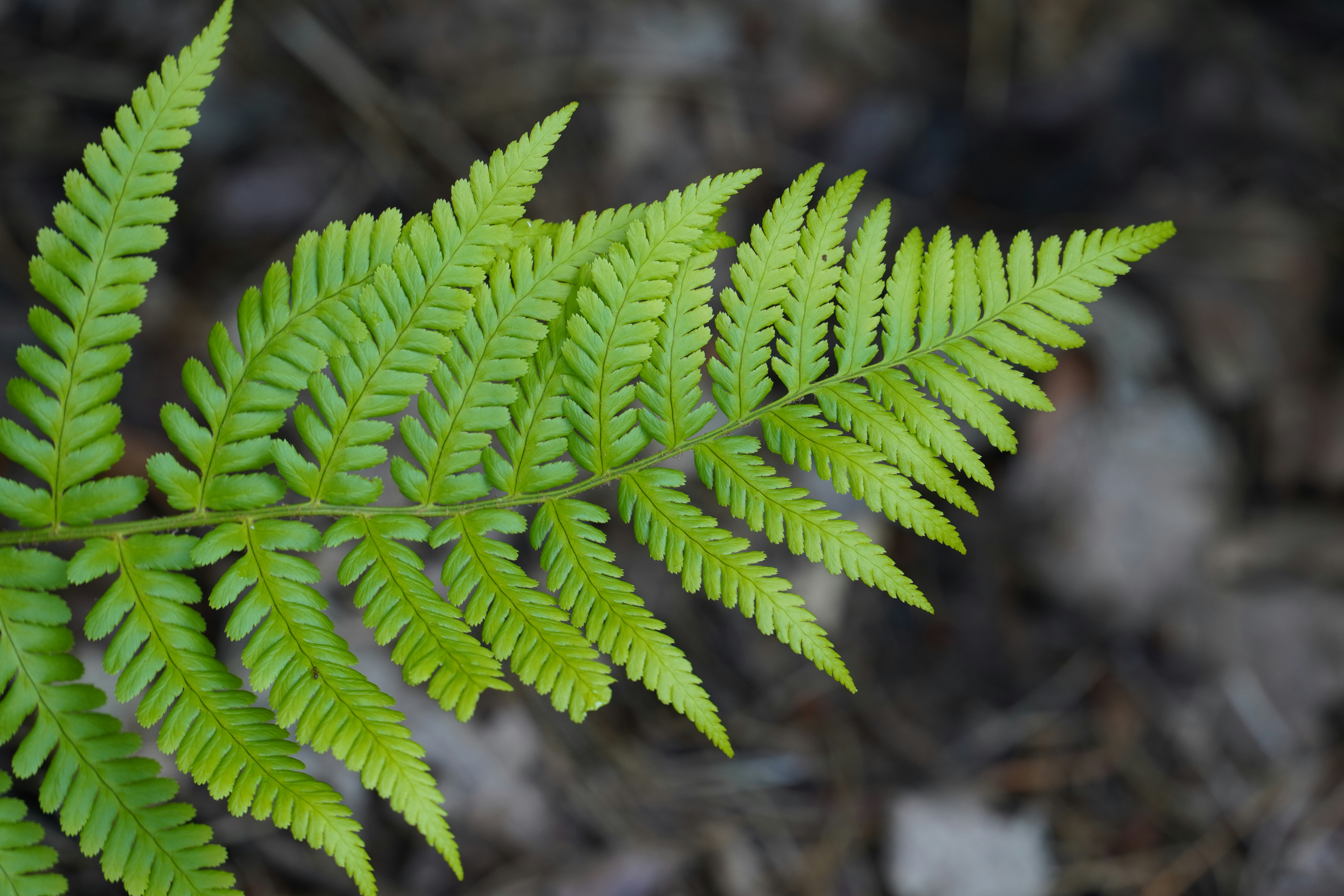 Photo by hooverpaul55