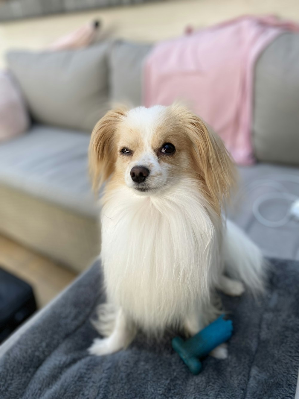 white and brown long coat small dog sitting on blue sofa