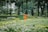 A vibrant community park with recycling bins and clean pathways.