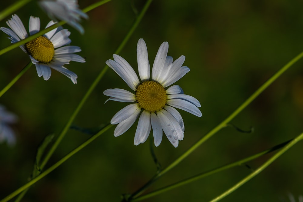 white daisy in bloom during daytime