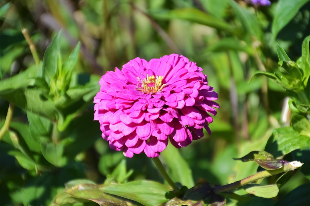 pink flower in tilt shift lens