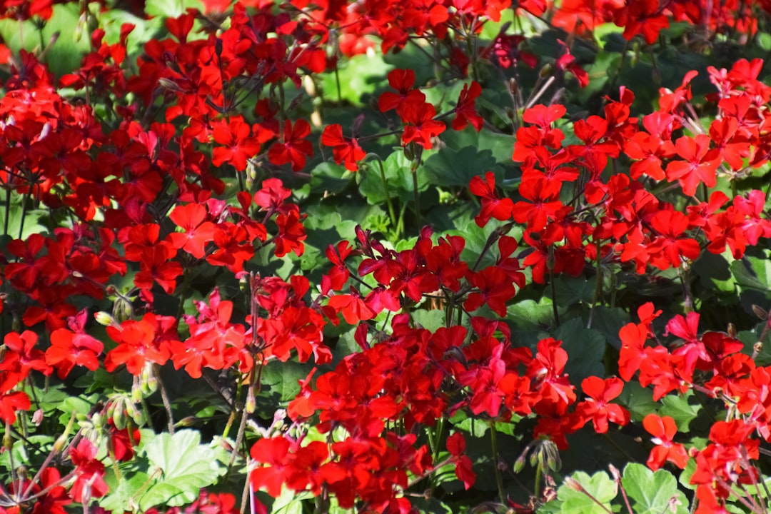 red and green leaves plant