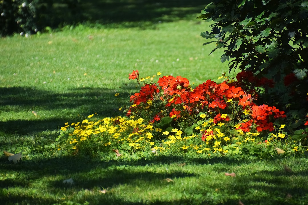 red and yellow flowers on green grass field