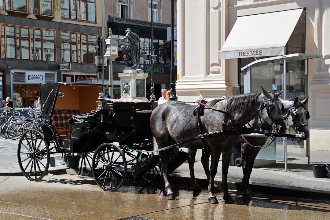 black horse with carriage on street during daytime