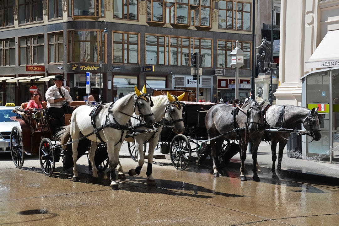 2 black horses with carriage on road during daytime