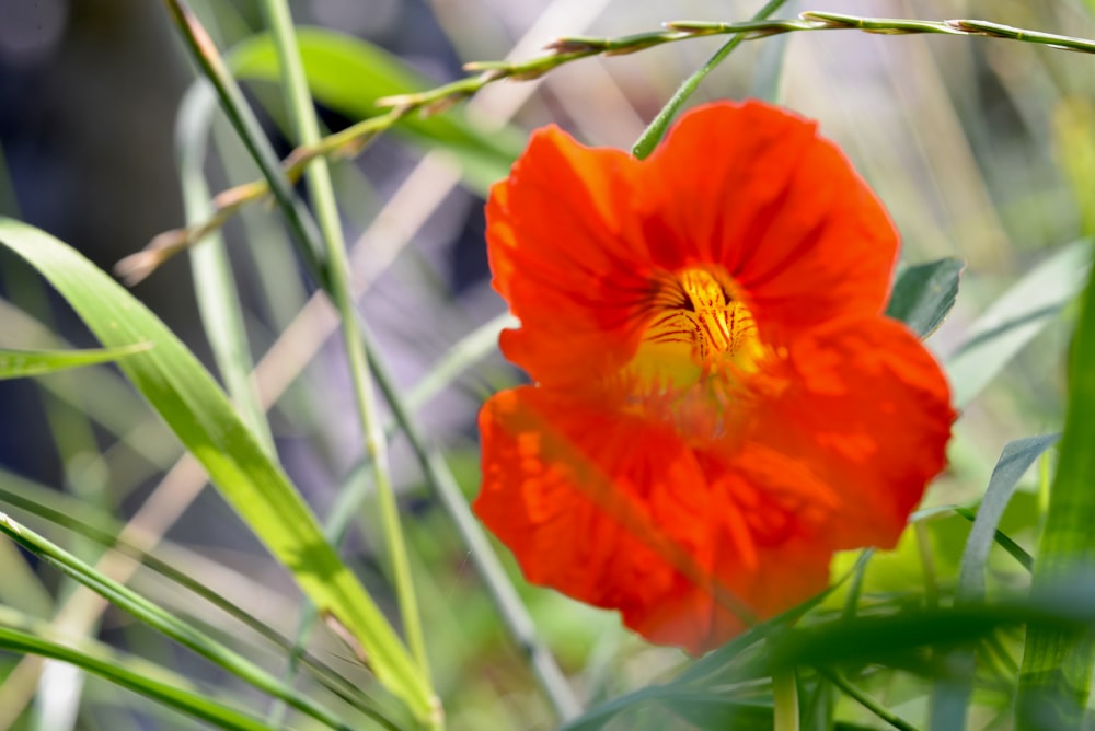 a red flower with a yellow center surrounded by green grass